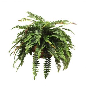 Double Boston Fern 73cm In Hanging Basket
