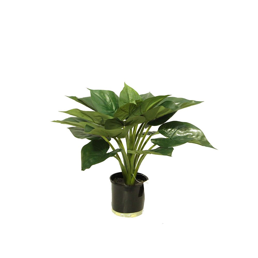 Caladium Plant 54cm Potted