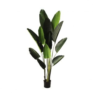 Traveller Palm 1.8m
