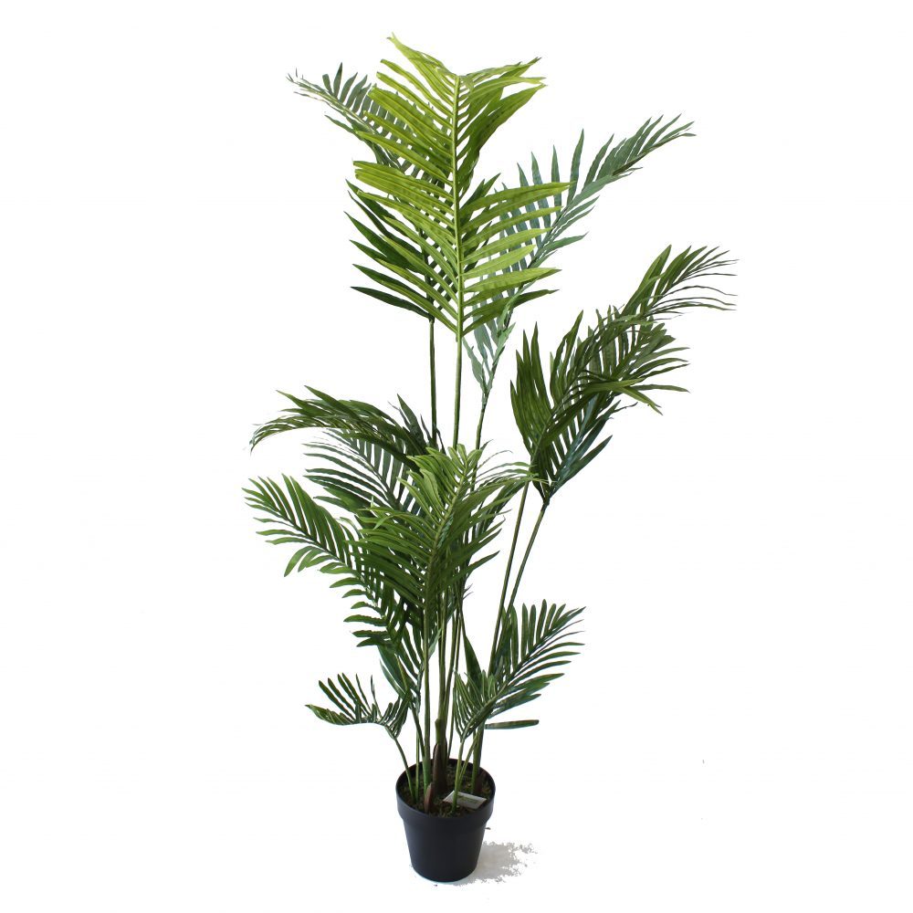 Kentia Palm 1.8m