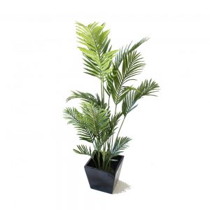 Kentia Palm 1.8m With Fibreglass Pot