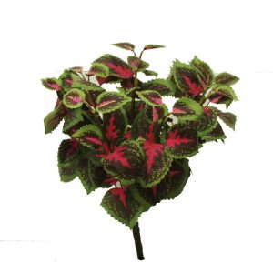 Coleus Bush 33cm