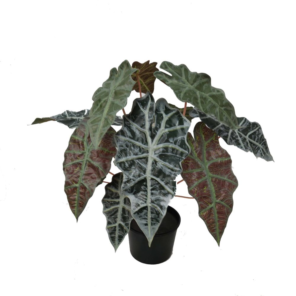 Alocasia Bush 40cm Potted