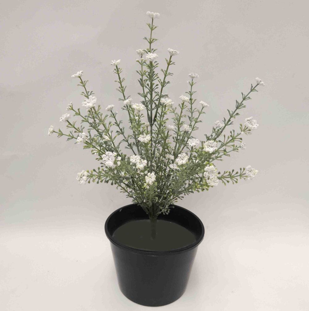 Baby's Breath Bush 35cm with White Flowers Potted
