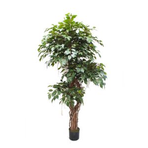 Deluxe Ficus Tree 180cm with Twisted Trunks