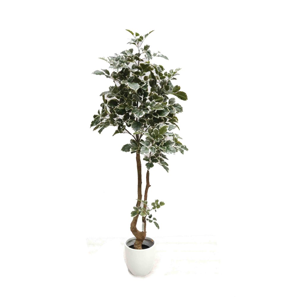 Artificial Beech Leaf Tree Variegated 1.8mwith Fibreglass Pot White