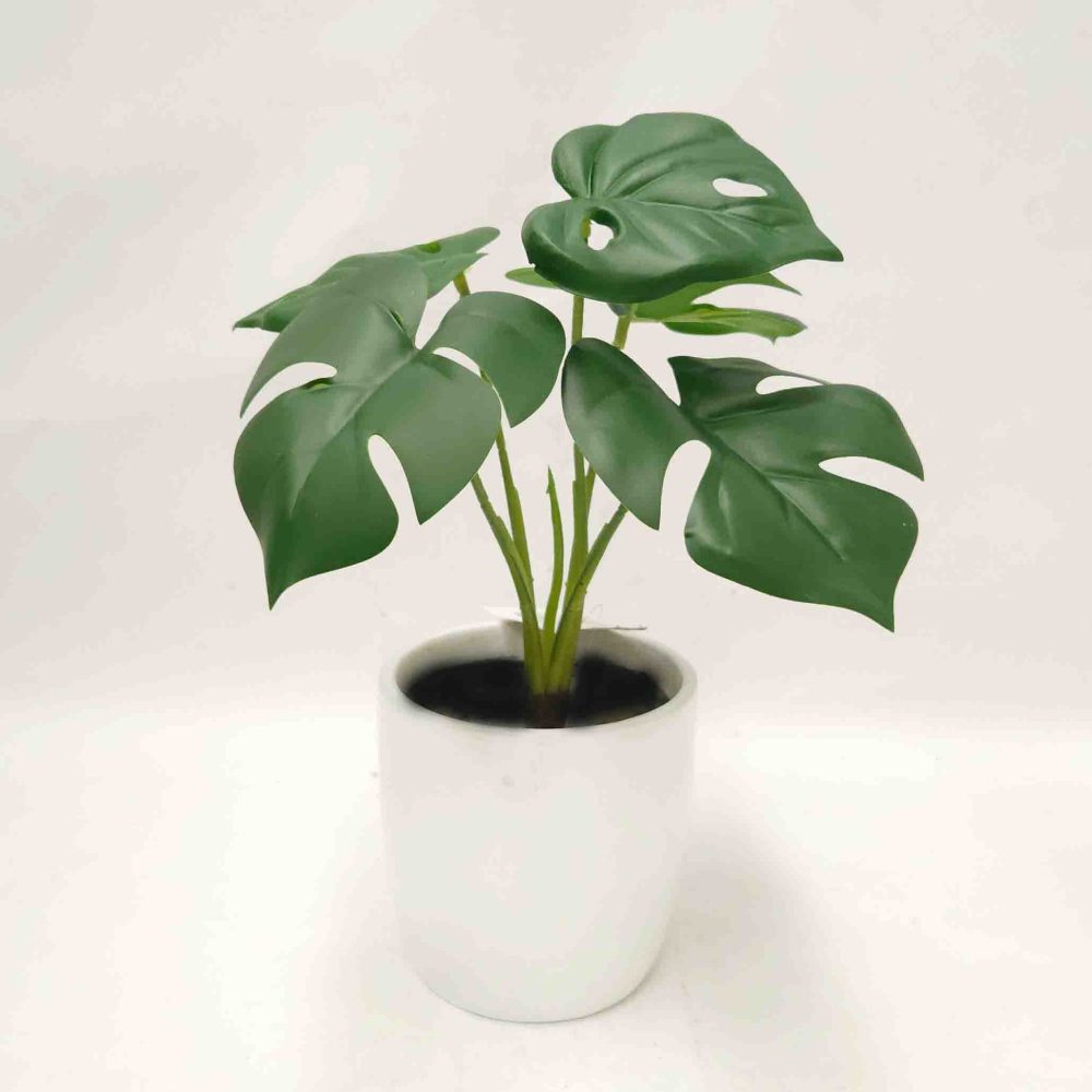 Monstera Bush 26cm with Fibreglass Pot White