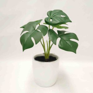 Monstera Bush 26cm with Fibreglass Pot White