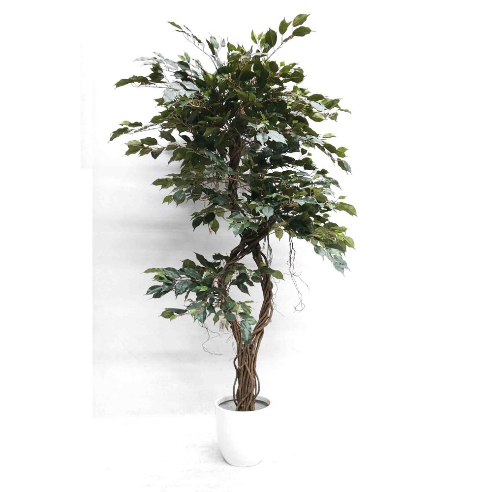 Deluxe Ficus Tree with Twisted Trunk 1.8m with White Fiberglass Pot
