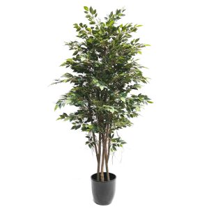 Mini Ficus Tree 220cm with Fibreglass Pot Black
