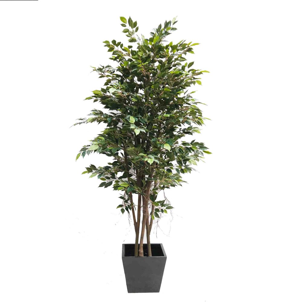 Mini Ficus Tree 220cm with Fibreglass Pot Black