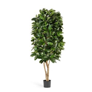 Lady Schefflera 180cm Tree
