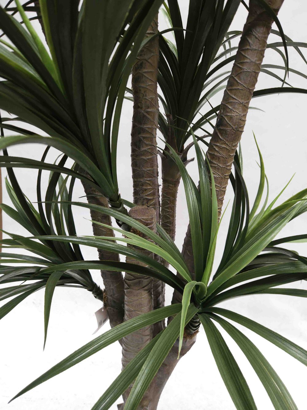 Giant Yucca Tree 2m UV Stabilised with Fiberglass Pot - Image 2