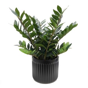Zamiifolia Zanzibar Plant Real Touch 75cm with Fiberglass Pot