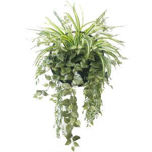 Lush Spider Plant Wall Planter