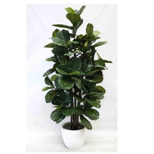 Fiddle Lyrata Tree 210cm with Decorative White Fiberglass Pot