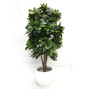 Artificial Lady Schefflera Tree 180cm with White Fiberglass Pot