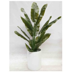 Travellers Palm Real Touch Leaves 180cm with White Fiberglass Pot
