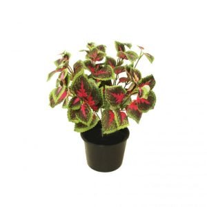 Coleus Bush 33cm Potted