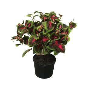 Double Coleus Bush 33cm Potted