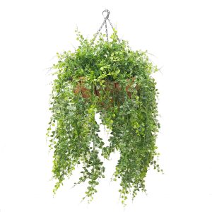 Triple Maiden Vine 70cm Hanging Basket UV Stabilised