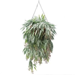 Triple Trailing Seeded Eucalyptus Vine 89cm in a Hanging Basket