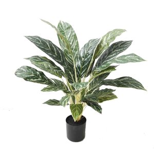 Aglaonema Plant 60cm