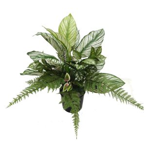 Calathea and Fern Mix Arrangement 53cm (No Pot)
