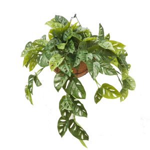 Double Monstera Adansoni Vine 74cm in a Hanging Basket