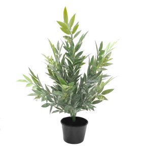 Ruscus Bush 50cm Potted
