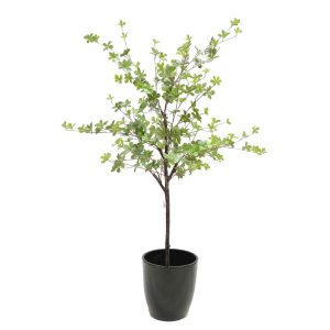 Japanese Azalea Plant 1.5m with Black Decorative Fibreglass Pot