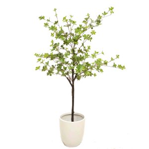 Japanese Azalea Plant 1.5m with White Decorative Fibreglass Pot