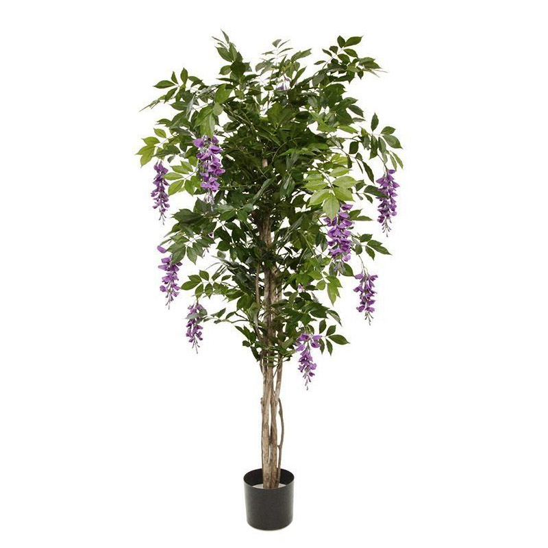 Wisteria Tree 1.5m with Lilac Flowers