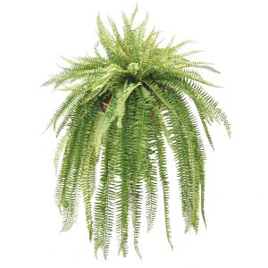 Double Sword Fern Hanging Basket 90cm UV Stabilised