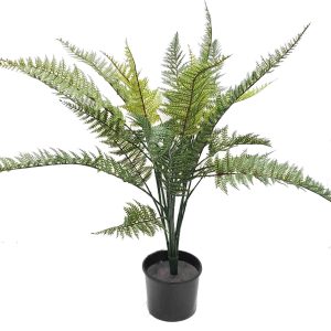 Leather Fern Bush 66cm UV Stabilised Potted