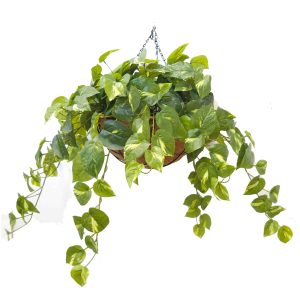 Double Pothos Vine Real Touch Leaves 60cm Hanging Basket