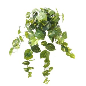 Pothos Hanging Vine 60cm Real Touch