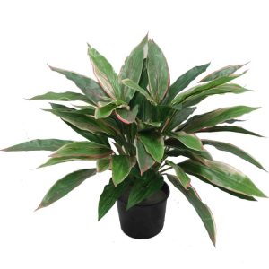 Double Deluxe Cordyline Bush 43cm Real Touch UV Stabilised Potted