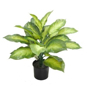 Double Golden Dieffenbachia Bush 40cm Potted