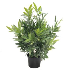 Double Ruscus Bush 50cm Potted
